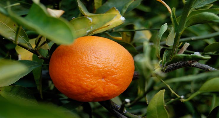 سورتینگ شده نارنگی