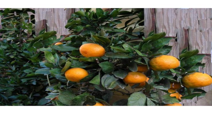 صادرات نارنگی ژاپنی