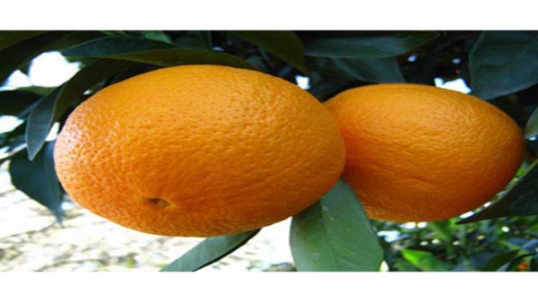 پرتقال درجه یک صادراتی