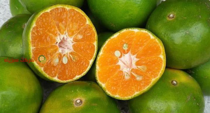 پرتقال سبز صادراتی