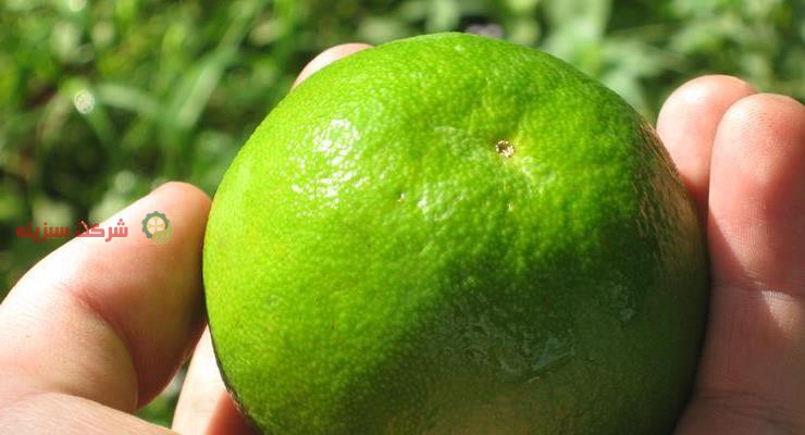 بسته بندی قبل از فروش میوه پرتقال سبز تابستانه