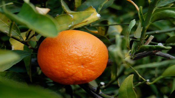 فروش نارنگی ژاپنی صادراتی