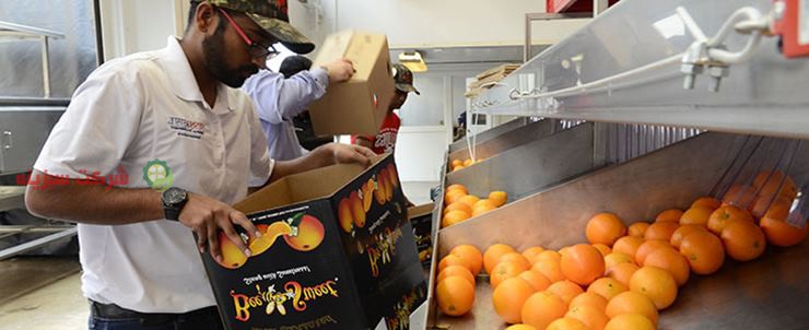 ارزان ترین قیمت در فروش پرتقال درجه یک قایمشهر