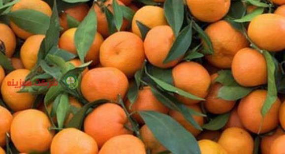 نارنگی درجه یک و صادراتی در بازار میوه
