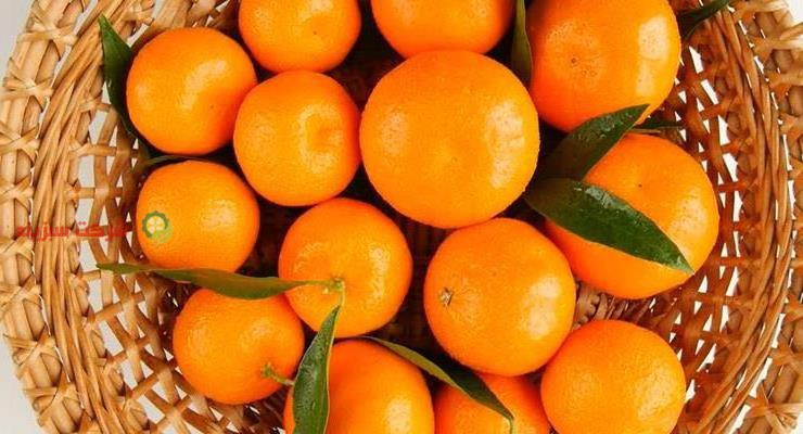 قیمت خرید انلاین میوه نارنگی