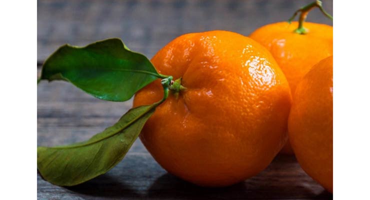 انواع نارنگی مازندران