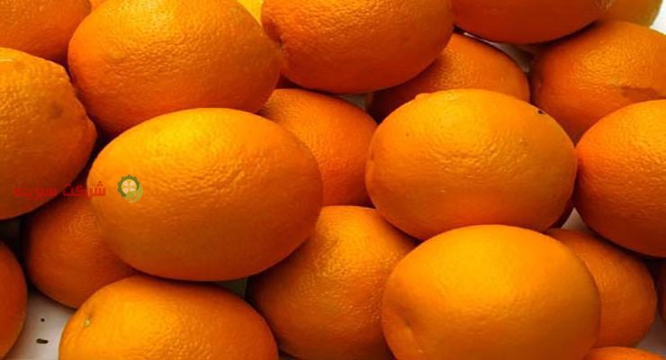 بهترین کیفیت پرتقال صادراتی