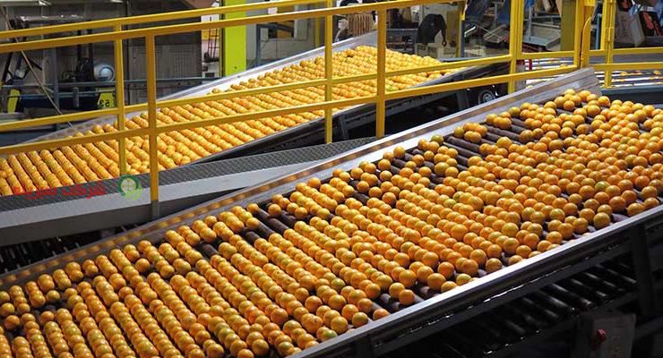 عرضه پرتقال صادراتی به صورت مستقیم در کشور