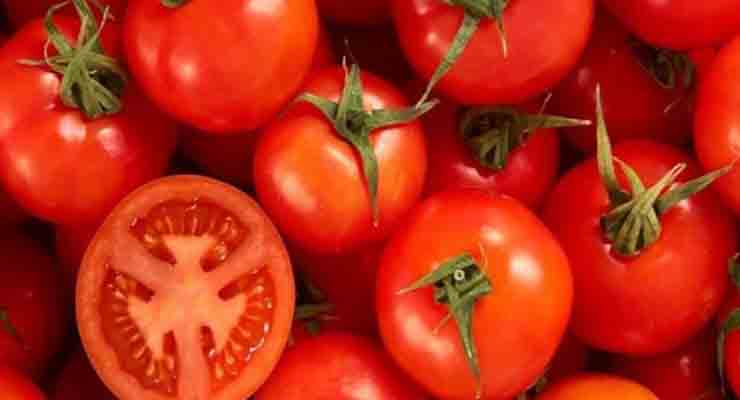 گوجه فرنگی صادراتی بوشهر