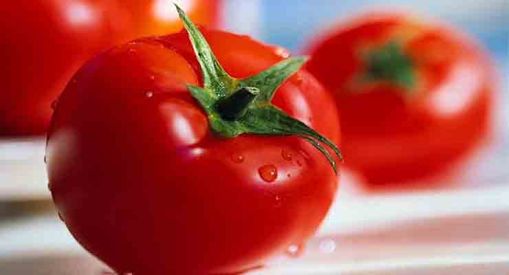 گوجه فرنگی صادراتی تبریز