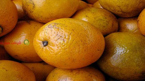 فروش عمده پرتقال تامسون صادراتی جنوب