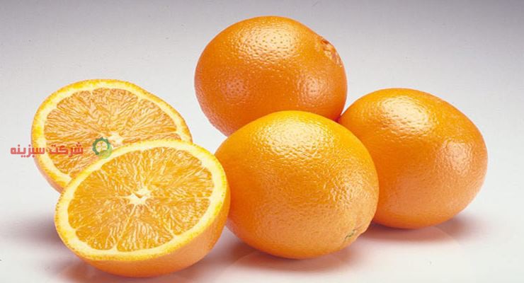 شرکت فروش بهترین پرتقال تامسون
