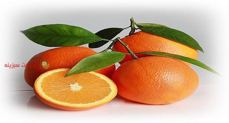 خرید وفروش پرتقال به صورت بسته بندی شده