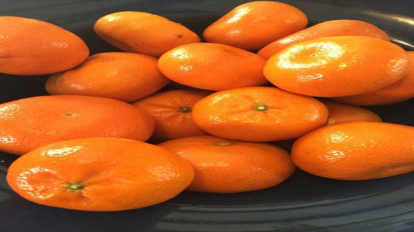انواع نارنگی مازندران