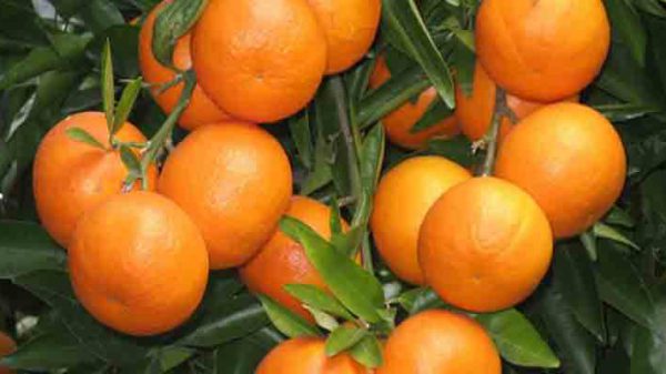 خرید انواع پرتقال نافی