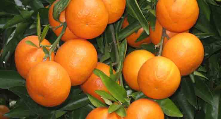 خرید انواع پرتقال نافی