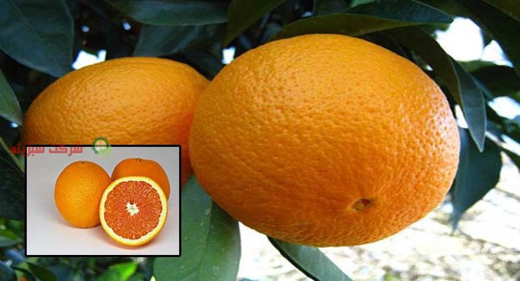 بسته بندی کردن پرتقال صادراتی والنسیا
