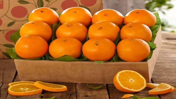 پرتقال صادراتی تامسون جنوب