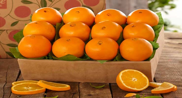 پرتقال صادراتی تامسون جنوب