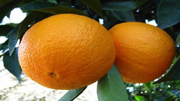خرید عمده پرتقال صادراتی