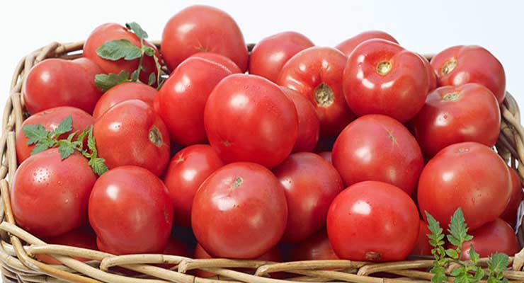 قیمت گوجه صادراتی