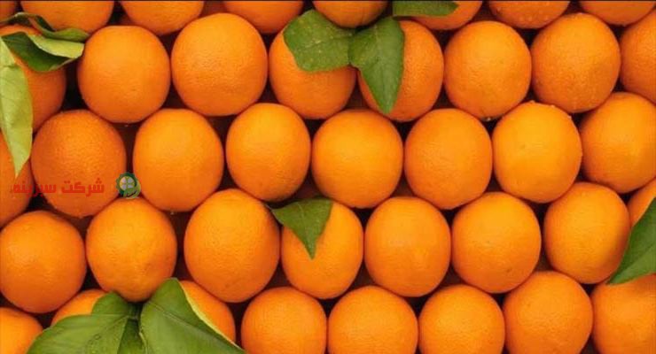 انواع پرتقال های صادراتی