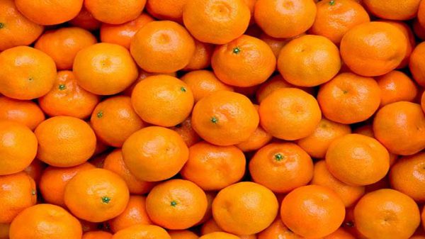 پرتقال بم جهت صادرات