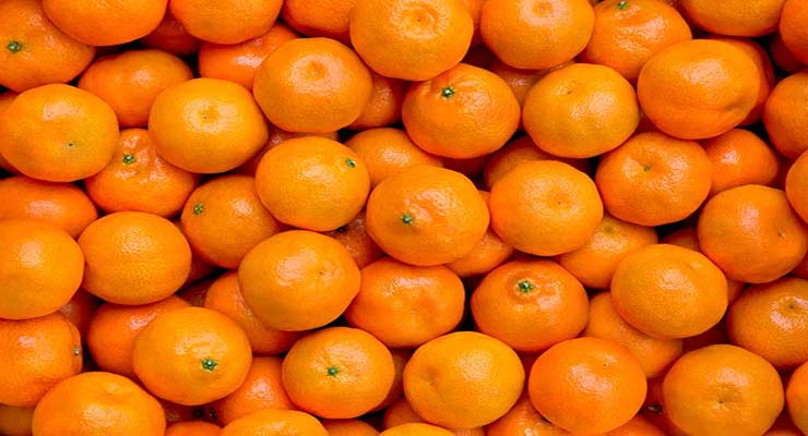 پرتقال بم جهت صادرات