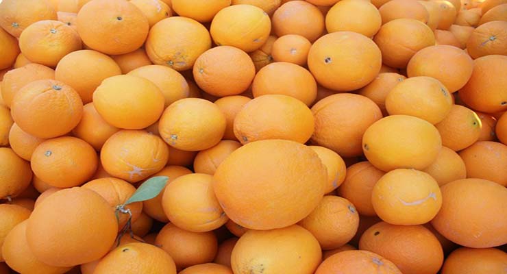 خرید پرتقال صادراتی شمال