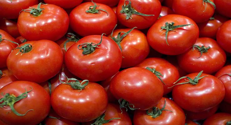 خرید گوجه فرنگی صادراتی
