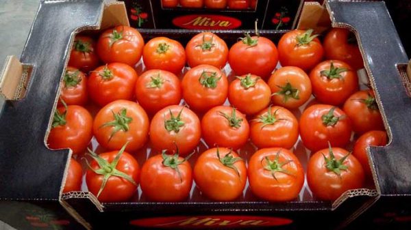 گوجه صادراتی گلخانه ای