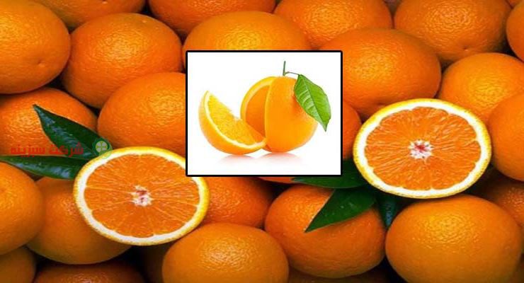 ارائه قیمت پرتقال به دلار