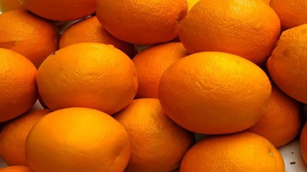 صادر کننده پرتقال شمال