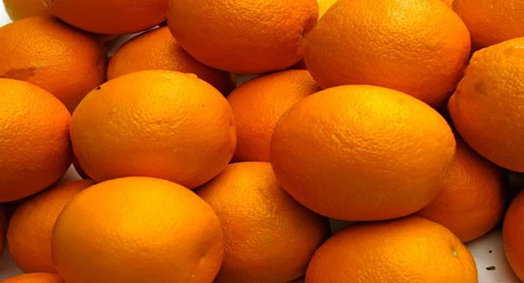 صادر کننده پرتقال شمال
