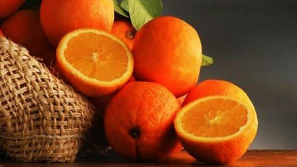 صادرات پرتقال از مازندران