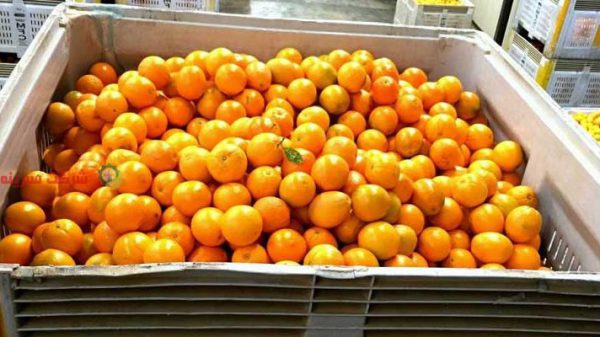 صادرات پرتقال به مسکو
