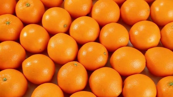 صادرات پرتقال تامسون قائمشهر