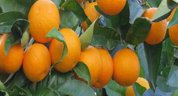 صادرات پرتقال تامسون ناول