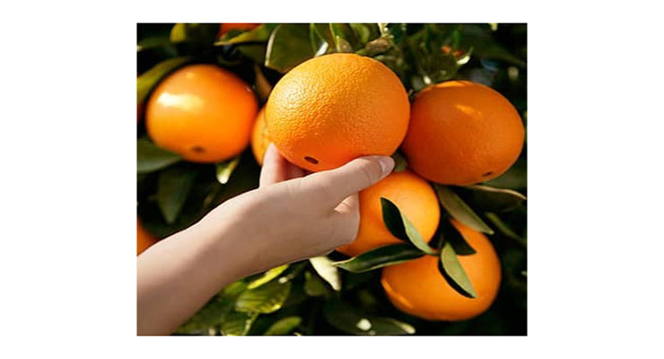 صادرات پرتقال خونی تامسون