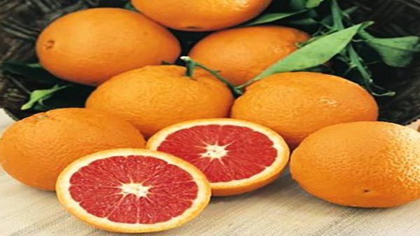 پرتقال خونی سانگین