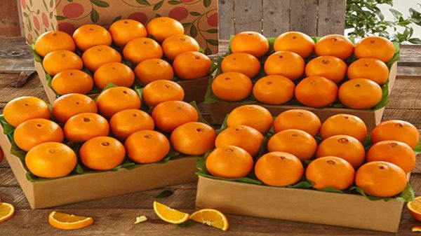 صادرات پرتقال مازندران
