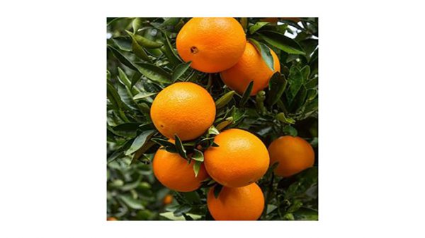 صادرات پرتقال محلی جهرم