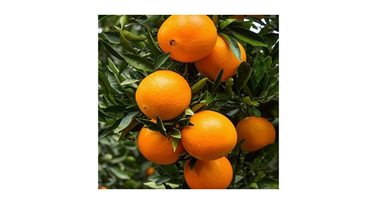 صادرات پرتقال محلی جهرم