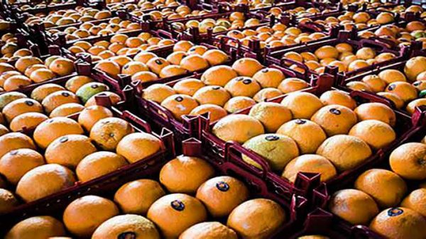 صادرات پرتقال های شمال