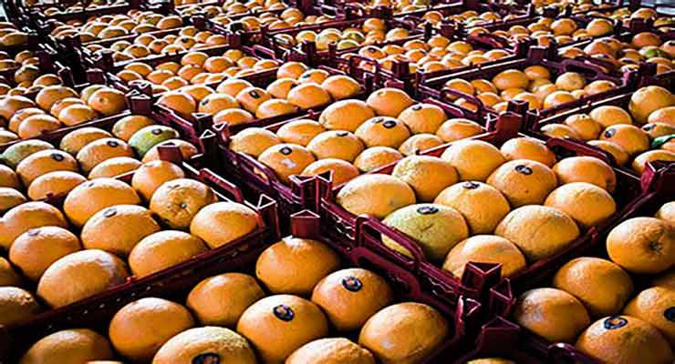 صادرات پرتقال های شمال