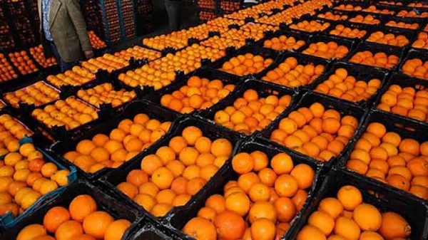 صادرات پرتقال و نارنگی
