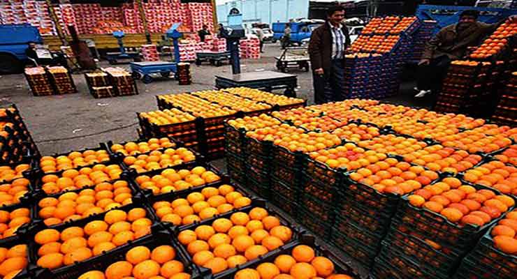 صادرات پرتقال و کیوی
