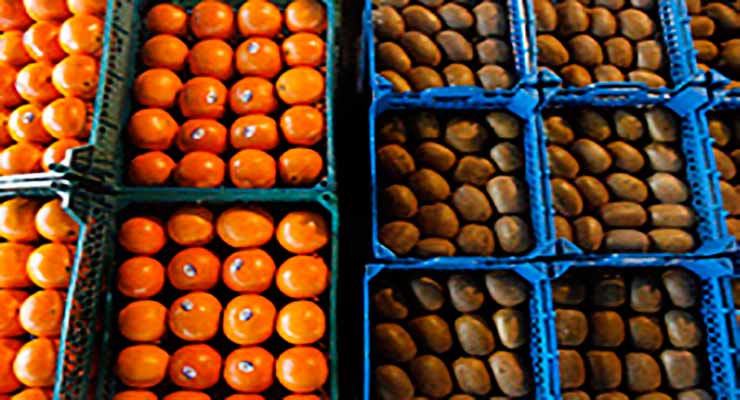 صادرات پرتقال و کیوی
