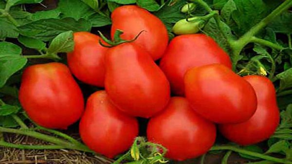 صادرات گوجه به آذربایجان