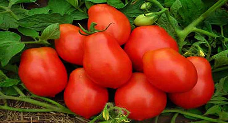 صادرات گوجه به آذربایجان